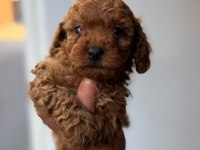 Tüy Dökmeyen Minicik Toy Poodle Yavrular