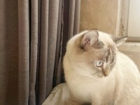 1.5 yaşında kısırlaştırılmış blue point british shorthair
