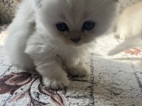 British longhair ve british shorthair bebişler