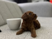 Güzeller Güzelim Poodle Lucy