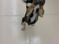 9 Aylık Chihuahua Bebeklerimiz Sahiplendirilecektir