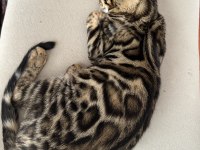 Silver Bengal Show Class