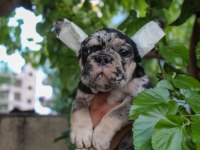 Süper kan Blue Merle - Merle tan french bulldog yavruları