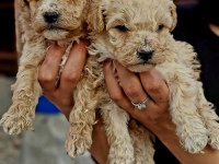 Toy Poodle