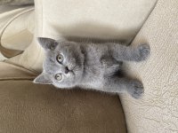 BRITISH SHORTHAIR 55 GÜNLÜK