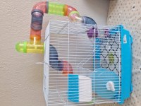 Suriye Hamster