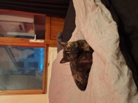 British shorthair yavru kedimiz