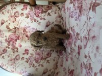 Toy Poodle Yavru