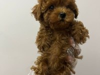 Sevgi ile bakılan toy ve teacup poodle yavrularımız