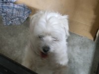 Malta Terrier Köpeğimiz Sahiplendirilecek