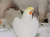 Sultan papağanlarımız albino