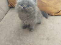 British Longhair Yavrular