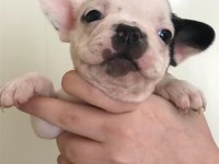 5 erkek yavru french bulldog sahiplenilmeyi bekliyor