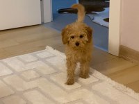 Toy poodle yavru dişi