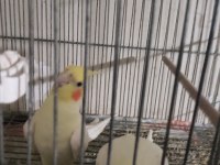 tecrübeli ve genç sultan papağanı takımlar