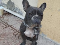 Fransız Bulldog