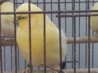 Kanarya Sahiplendirme