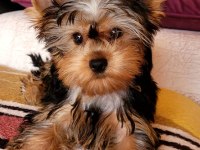 Muhteşem kaliteli yavrular yorkshire terrier