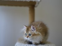 Anne ve babası şecereli british longhair