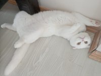 1 yaşında scottish fold