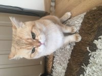 British shorthair 14 aylık kedimiz