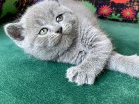 A kalite ayı kafa yavru british shorthair