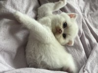 Sevimli sağlıklı scottish fold yavrularımız