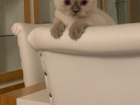 Minik kedimiz pamuğumuz yuva arıyor