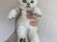British shorthair