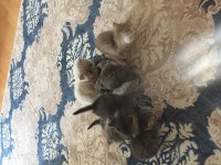 British shorthair yavrular 6 tane
