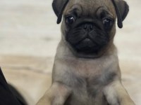 4 aylık aşılı karneli pug dişi