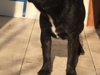 French bulldog kızımızı sahiplendirmek