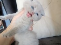 Scottish fold yavru antalya
