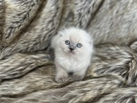 Rengarenk scottish fold bebekler