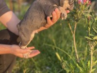 Vip Üretim French Bulldog