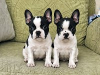Tuvalet Eğitimli French Bulldog Bebeklerim