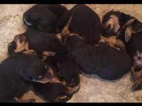 A kalite rottweiler yavrular
