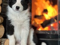 Safkan Border Collie Yavruları Aşıları Tam