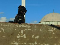 Rezerve Bebek Köpekler