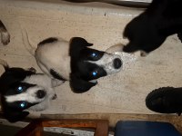 Border collie köpekler