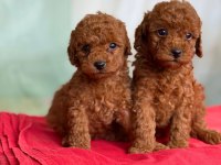 AŞILI TOY POODLE YAVRULARIMIZ'DA KAMPANYA