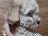 F2 Duble Dizayn Baby Maltipoo