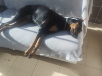 1 YAŞINDA DİŞİ DOBERMAN