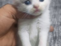 3 haftalık scottish fold yavrular