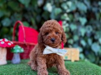 Safkan Toy Poodle Yavrularımız