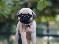 Dünya Tatlısı Dişi Pug Yavrumuz