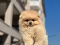 Pomeranian boo yavrularımız orijinal
