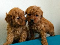Orjinal red toy poodle yavrular Fethiye