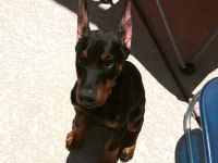 Kaliteli Orijinal Kan Hattı Estetikli Doberman