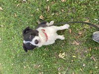 Eğitimli Yavru Border Collie